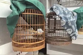 画眉鸟身陷“牢笼” 生态警长出手相救图片