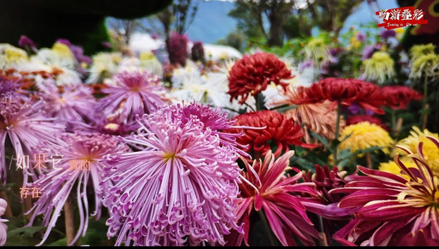 桂林这个地方的菊花展美爆了！