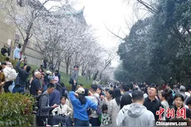 武汉大学发布赏樱政策 公众需预约入校图片