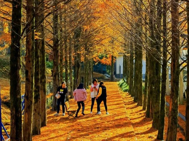 热搜！寒潮收尾！周末最高21℃！来光明东滩源、黄山茶林场兜兜…最低2折特惠！太值了！