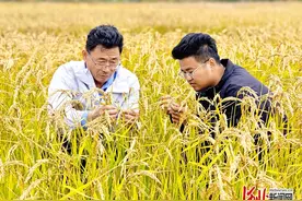 记者走基层｜盐碱地里稻飘香图片