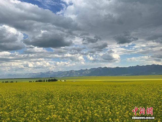 （活力中国调研行）青海东部小村观“花海”走“花路”