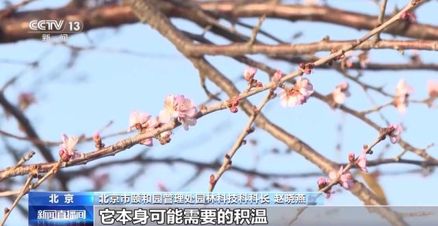 北京多处花卉提前绽放，带来冬日赏花奇妙体验
