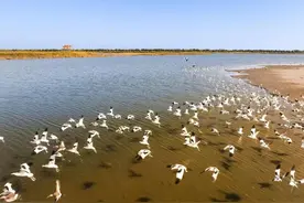 预计明年上半年开工！杭州钱塘大湾区省级湿地公园将打造“蓝色海湾”！图片