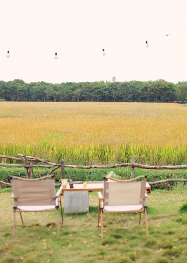 稻浪+咖啡的限时CP，这份美景错过等一年