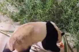 视频丨小屋布满竹子笋笋苹果胡萝卜，福宝在家嘎嘎炫饭图片