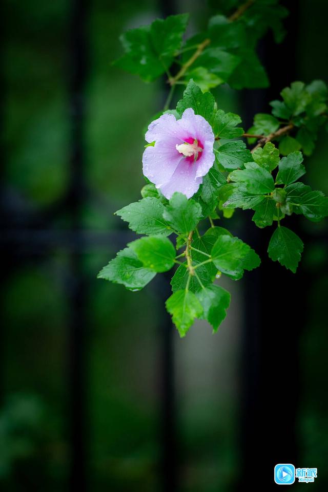 雨露润秋色，潍坊草木皆成诗‌