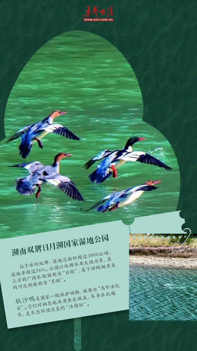 冬游湖南⑤｜观鸟正当时！来湖南邂逅“冬日精灵”