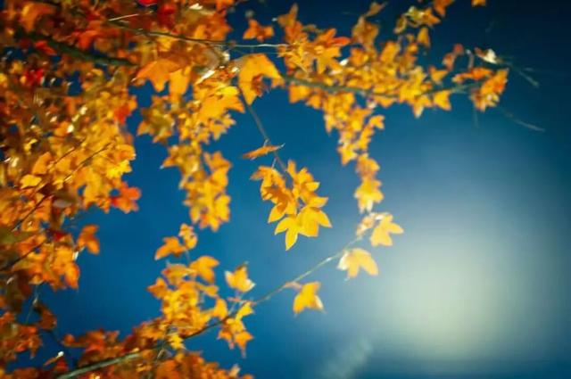 藏不住！秋天的莲都街头，绝美~