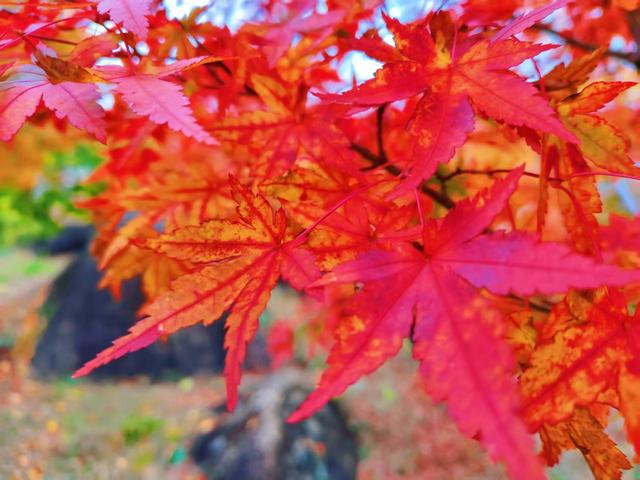 湖南蓝山县：蓝山谷景区枫叶似火 美不胜收