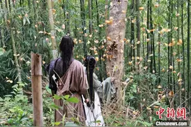 云南金平蝴蝶大爆发进入高峰期 近亿只蝴蝶“聚会”图片