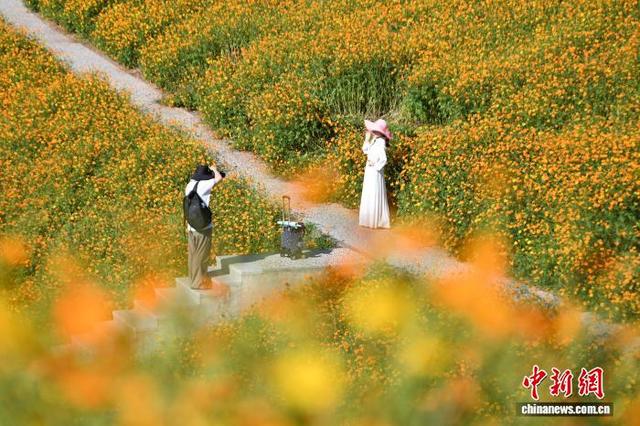 重庆：金秋花海引游人