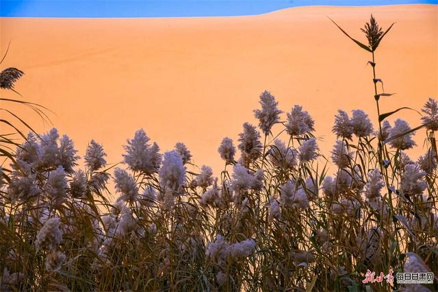 敦煌：大漠鎏金胡杨醉 驼铃引客赏秋光