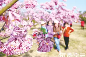 南宁紫花风铃木绽放，周末一起邂逅冬日浪漫吧！图片