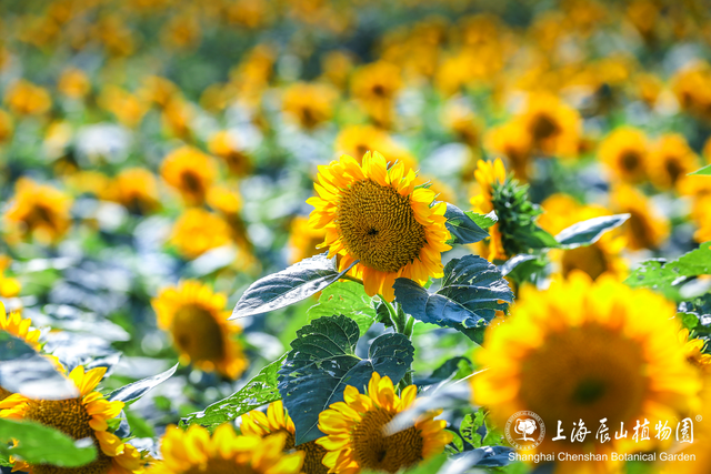 金色浪漫上线！奔赴秋日限定的向日葵花海→