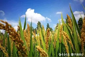 秋天的落叶图片