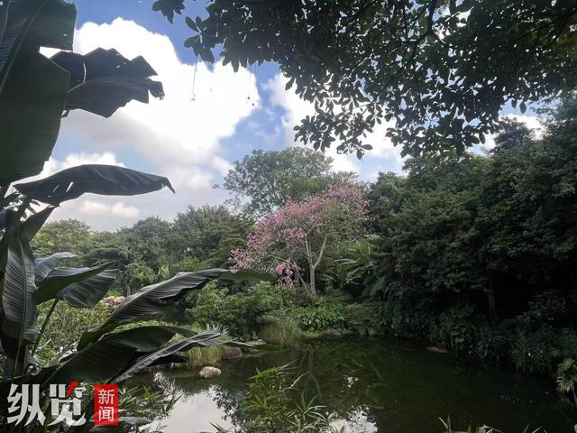 “云说壮美——相约东博会”网络主题宣传和采风活动 | “城市绿肺”见证南宁生态宜居之路