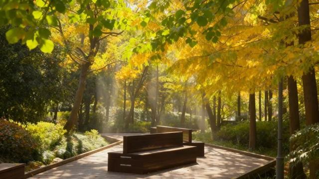 周末好天气，来闵行这些公园遇见最美秋色！