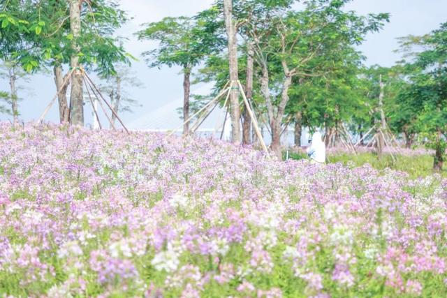 15000㎡花海！免费打卡！珠海人约起来！