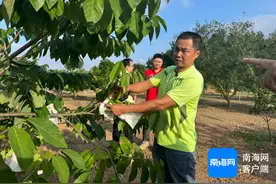 年终冲刺跑 | 海南农垦打造新奇特“种苗超市” 让职工种出甜日子图片