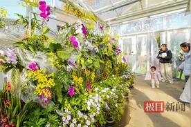 兰展有“湿”意，炫彩热带风！武汉植物园兰花首次与水生植物共舞热带风情图片