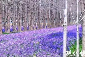 紫色花海！盐城大丰野鹿荡二月兰盛放图片
