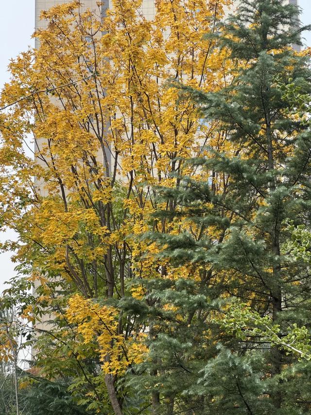 落叶缓扫点位公布!碑林这几片“落叶地毯”等你来打卡