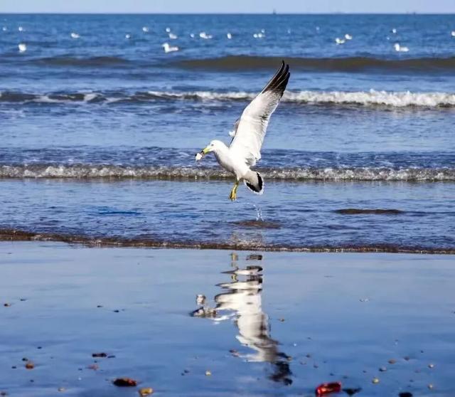 治愈天花板！来蓬莱赴一场冬日“鸥遇”