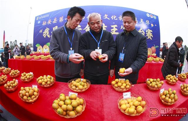 融安县第十六届金桔文化旅游嘉年华活动启幕