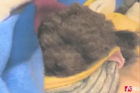 女子花费千元却买到“星期狗”，要求退钱遭拒！法院判了图片