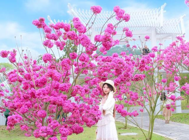 紫色浪漫来袭！南宁园博园紫花风铃季已上线，这片限定花海等你入画