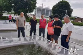 饲料养殖鳜鱼新模式我来推｜东莞“轻骑兵”农技乡村行③图片