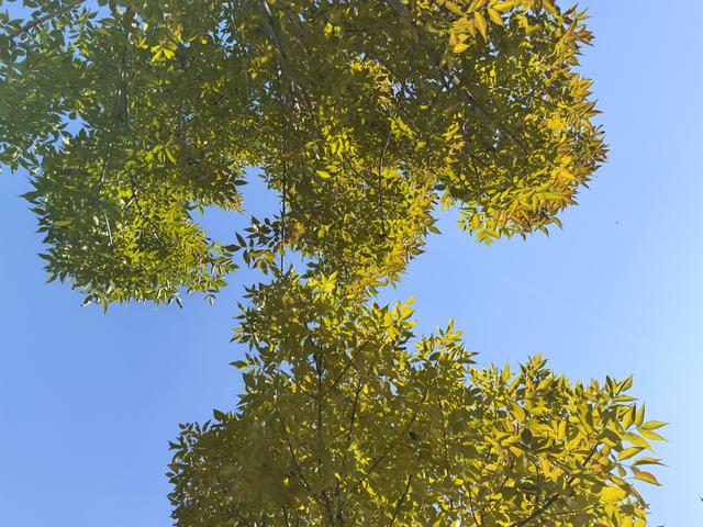 组图丨深秋海藏：天蓝水碧叶如金