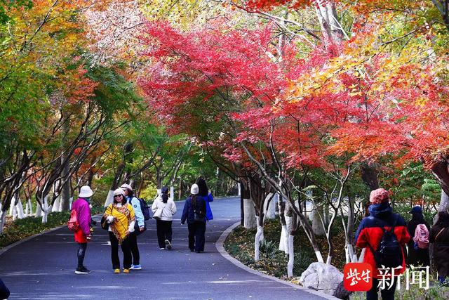 南京栖霞山进入枫叶最佳观赏期，山上这五处最“出片”