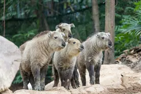 真的“六不像”？广州新生金毛羚牛双胞胎宝宝排开元宵百日宴图片