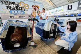 又一航司推出宠物包机航班，“铲屎官”们距离携宠出行自由还有多……图片
