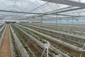 沿河：“我在贵州有个园”长沿乌江现代农业产业园让百姓富乡村美图片