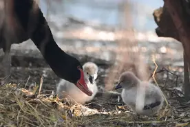 深圳野生动物园自然孵化出壳小天鹅图片