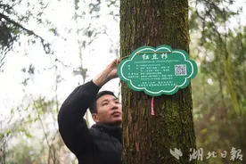 咸丰：集中专项抚育千亩野生红豆杉群图片