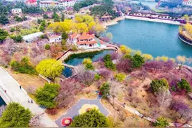 青岛梅花节启幕 市民游客共赴赏梅盛宴图片