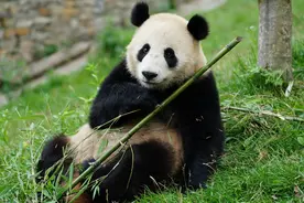 大熊猫来武汉了！这次是“武林盟主”图片