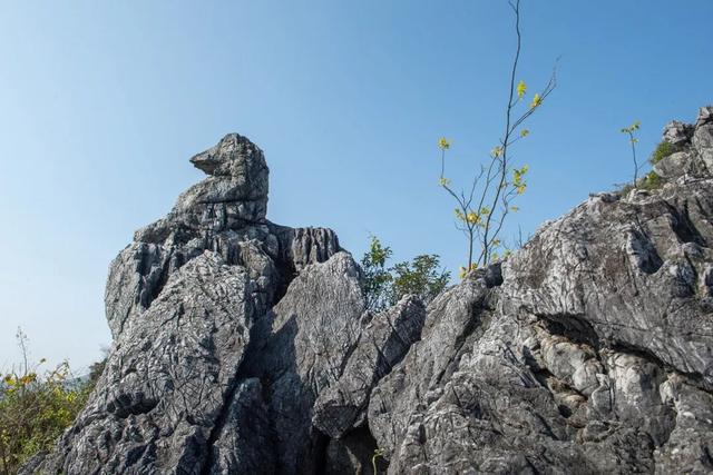 大自然的表情包！永兴风光里的“动物世界”