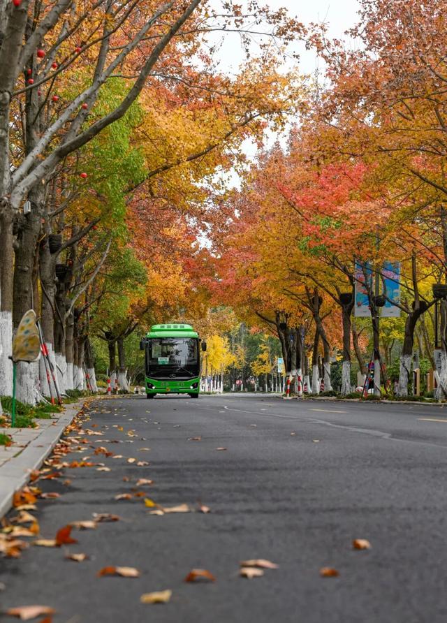 美翻了！南湖，正是红橙黄绿时