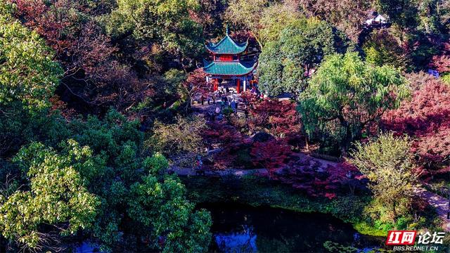 岁暖时刻丨这个季节的岳麓山，连风都是温柔的