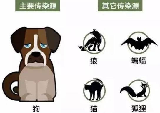 什么？狂犬病的头号元凶不是狗？最要警惕的动物竟然是它→