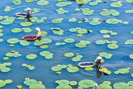 种芡实 助增收图片