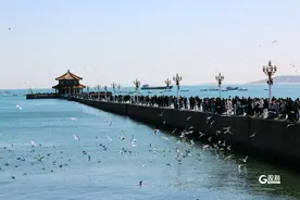 赏花、观海、游园、登山……@青岛人，快跟着这份“出行指南”赴春日之约吧图片