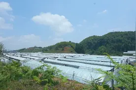 织金县：全力推动特色农业产业高质量发展图片
