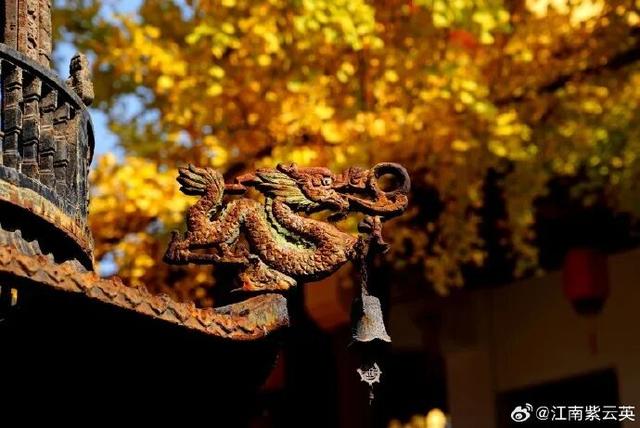 秦淮的银杏，悄悄黄了