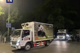 出发！大熊猫“金喜”“茱萸”启程赴西班牙图片